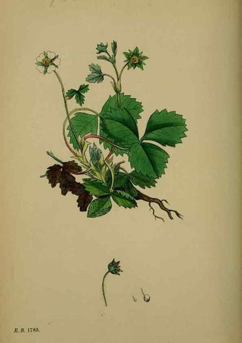 Reproducción/Reproduction 48716938543: English botany, or, Coloured figures of British plants /. London :R. Hardwicke,1863-1886.. 