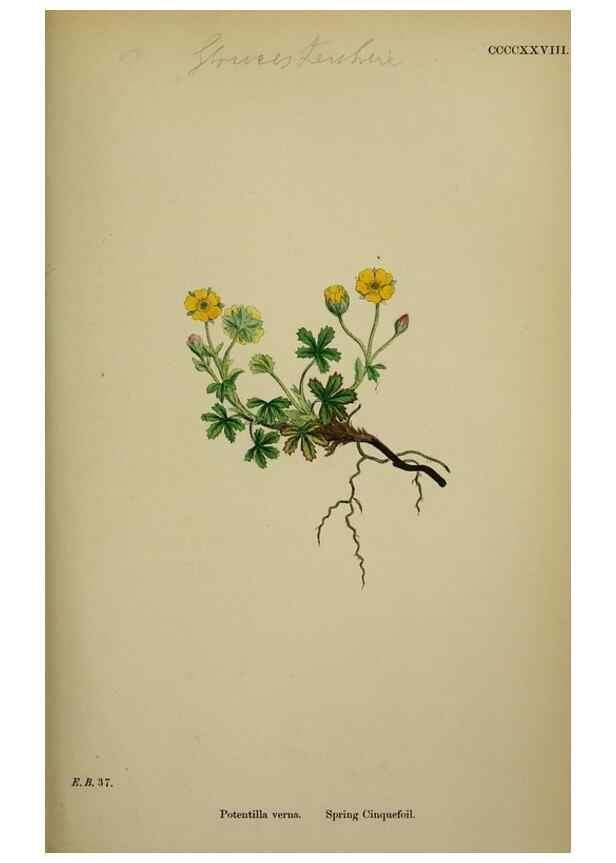 Reproducción/Reproduction 48717445767: English botany, or, Coloured figures of British plants /. London :R. Hardwicke,1863-1886.. 