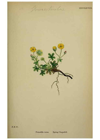 Reproducción/Reproduction 48717445767: English botany, or, Coloured figures of British plants /. London :R. Hardwicke,1863-1886.. 