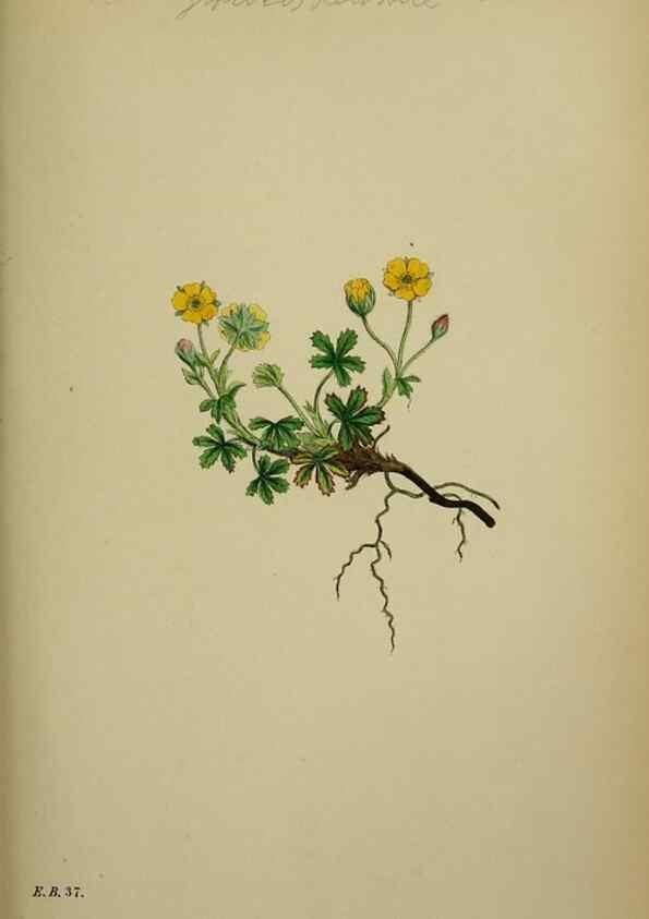 Reproducción/Reproduction 48717445767: English botany, or, Coloured figures of British plants /. London :R. Hardwicke,1863-1886.. 