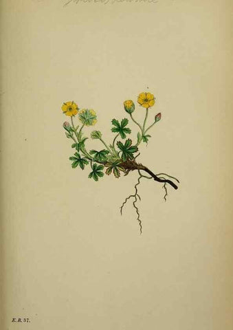 Reproducción/Reproduction 48717445767: English botany, or, Coloured figures of British plants /. London :R. Hardwicke,1863-1886.. 