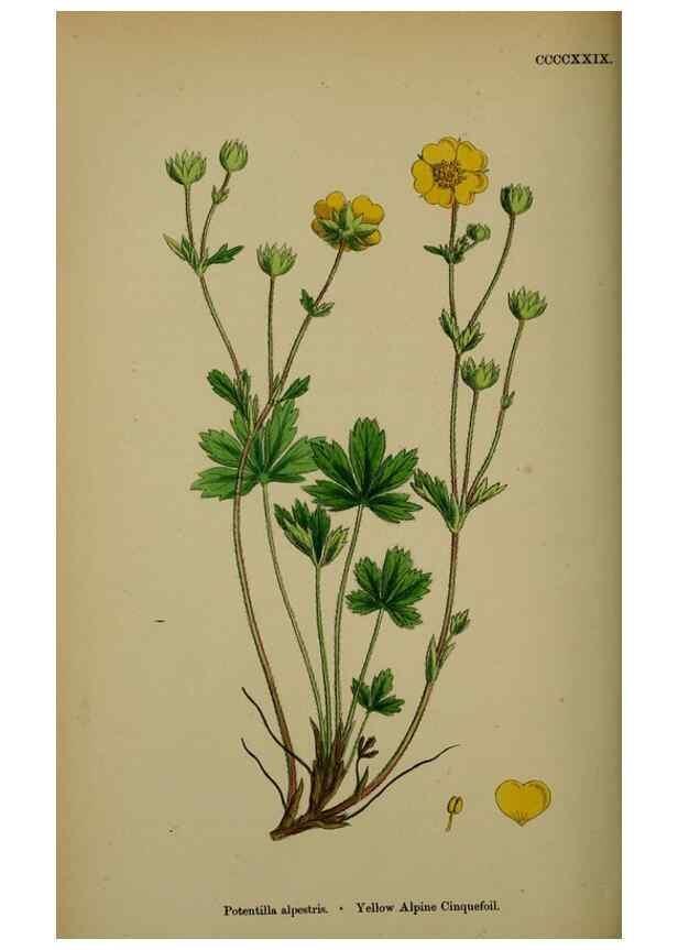 Reproducción/Reproduction 48717446137: English botany, or, Coloured figures of British plants /. London :R. Hardwicke,1863-1886.. 