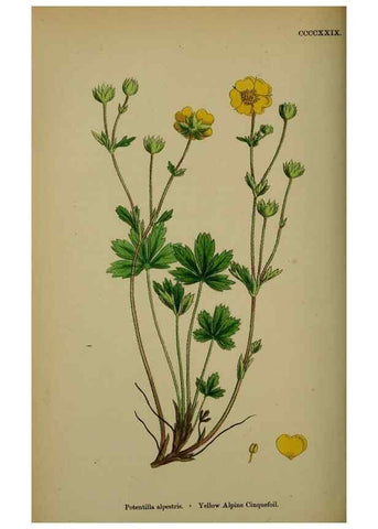 Reproducción/Reproduction 48717446137: English botany, or, Coloured figures of British plants /. London :R. Hardwicke,1863-1886.. 