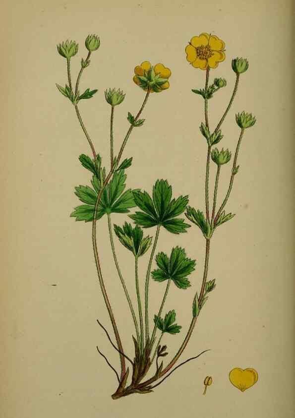 Reproducción/Reproduction 48717446137: English botany, or, Coloured figures of British plants /. London :R. Hardwicke,1863-1886.. 