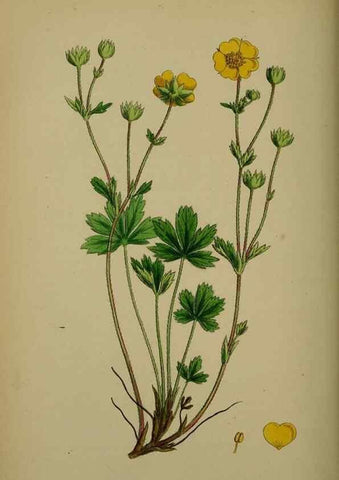 Reproducción/Reproduction 48717446137: English botany, or, Coloured figures of British plants /. London :R. Hardwicke,1863-1886.. 
