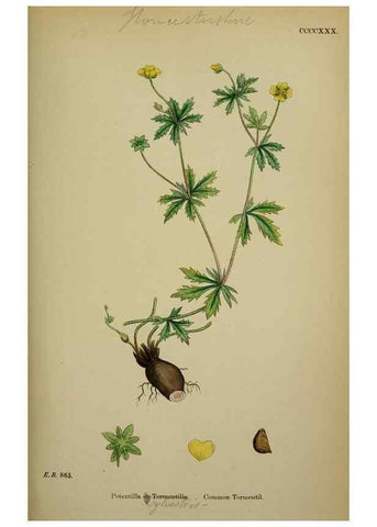 Reproducción/Reproduction 48717446382: English botany, or, Coloured figures of British plants /. London :R. Hardwicke,1863-1886.. 