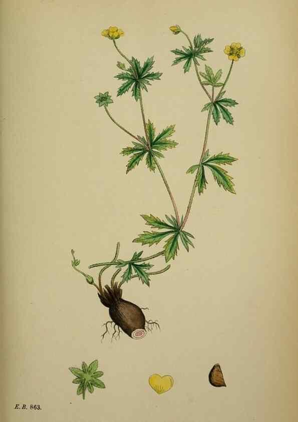 Reproducción/Reproduction 48717446382: English botany, or, Coloured figures of British plants /. London :R. Hardwicke,1863-1886.. 