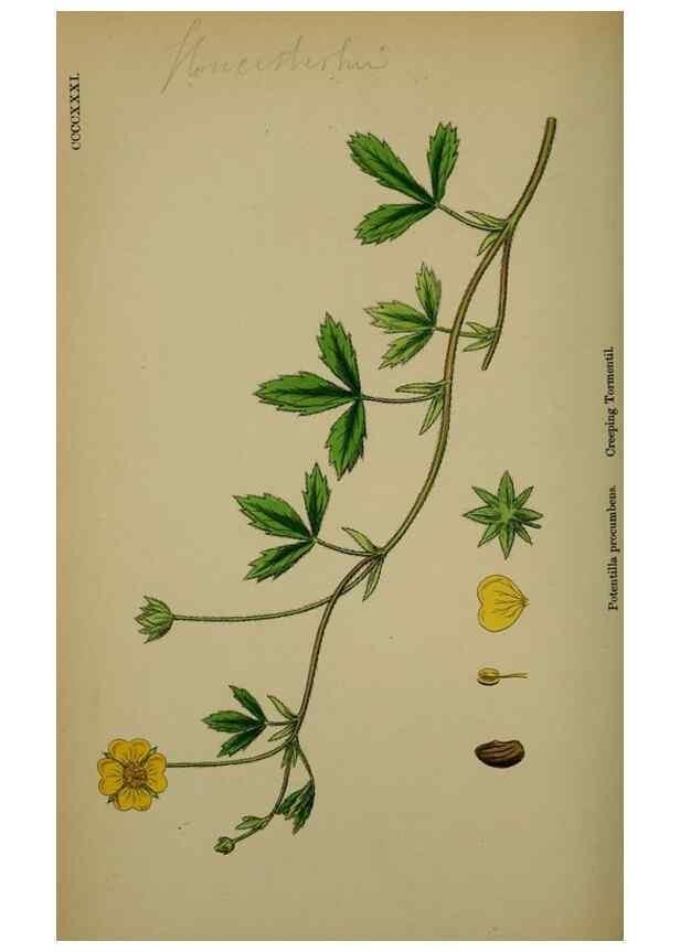 Reproducción/Reproduction 48716939733: English botany, or, Coloured figures of British plants /. London :R. Hardwicke,1863-1886.. 