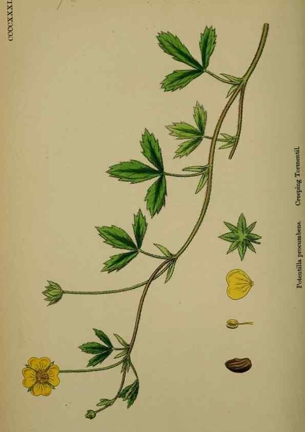 Reproducción/Reproduction 48716939733: English botany, or, Coloured figures of British plants /. London :R. Hardwicke,1863-1886.. 