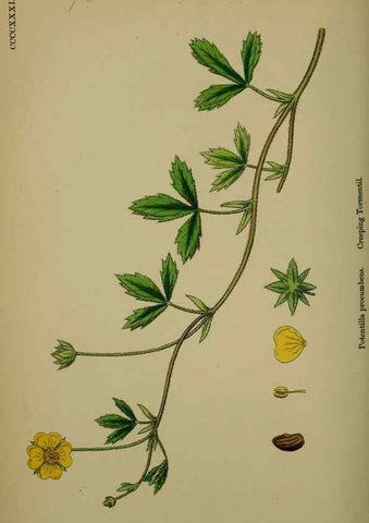 Reproducción/Reproduction 48716939733: English botany, or, Coloured figures of British plants /. London :R. Hardwicke,1863-1886.. 