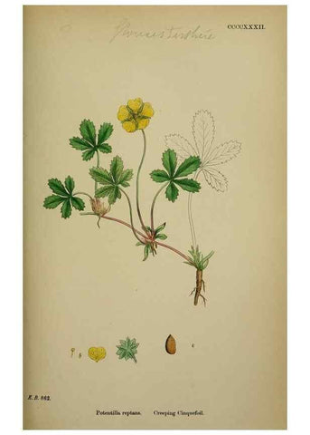 Reproducción/Reproduction 48717277231: English botany, or, Coloured figures of British plants /. London :R. Hardwicke,1863-1886.. 