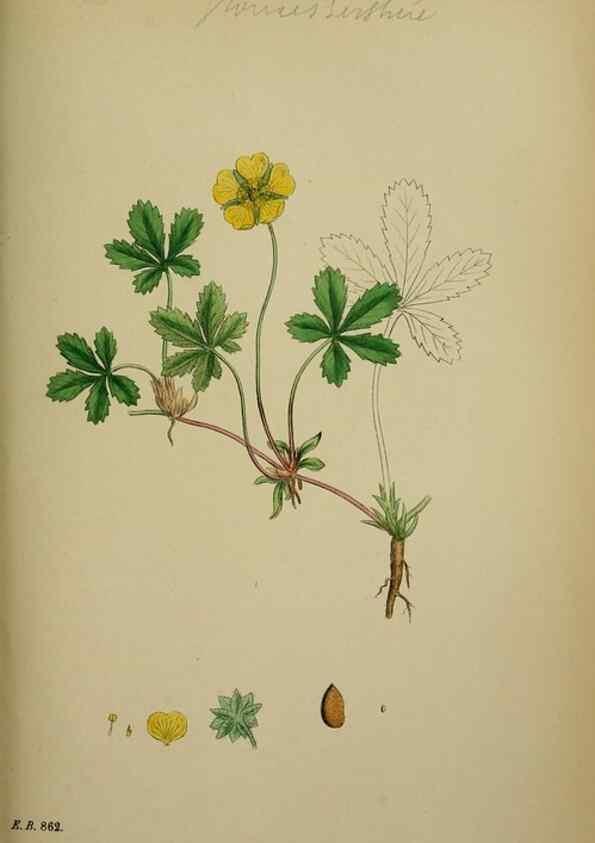 Reproducción/Reproduction 48717277231: English botany, or, Coloured figures of British plants /. London :R. Hardwicke,1863-1886.. 