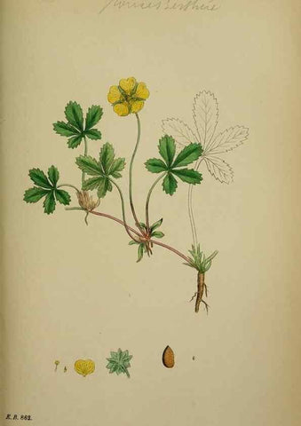 Reproducción/Reproduction 48717277231: English botany, or, Coloured figures of British plants /. London :R. Hardwicke,1863-1886.. 
