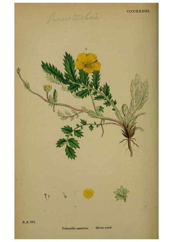 Reproducción/Reproduction 48716940368: English botany, or, Coloured figures of British plants /. London :R. Hardwicke,1863-1886.. 