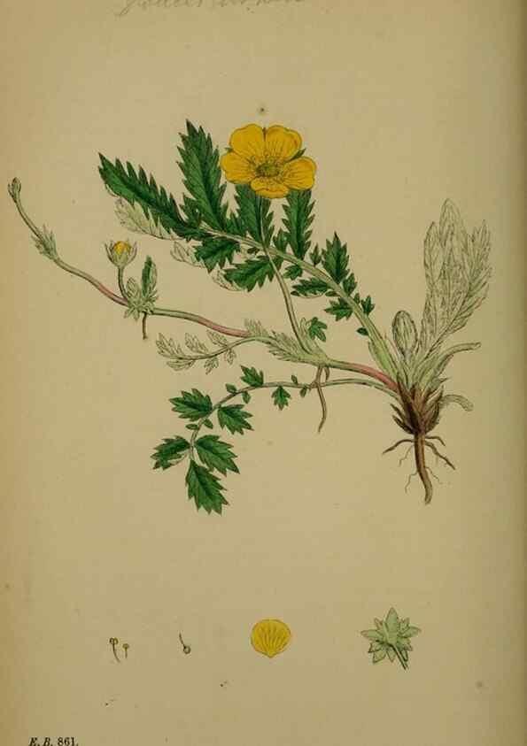 Reproducción/Reproduction 48716940368: English botany, or, Coloured figures of British plants /. London :R. Hardwicke,1863-1886.. 