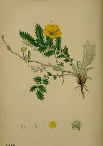 Reproducción/Reproduction 48716940368: English botany, or, Coloured figures of British plants /. London :R. Hardwicke,1863-1886.. 