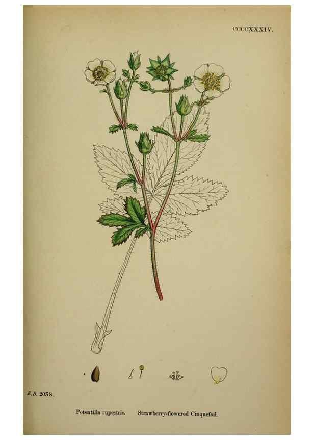 Reproducción/Reproduction 48716940563: English botany, or, Coloured figures of British plants /. London :R. Hardwicke,1863-1886.. 