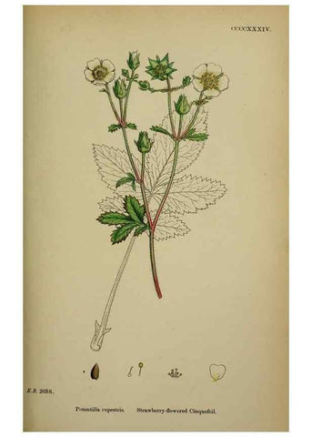 Reproducción/Reproduction 48716940563: English botany, or, Coloured figures of British plants /. London :R. Hardwicke,1863-1886.. 