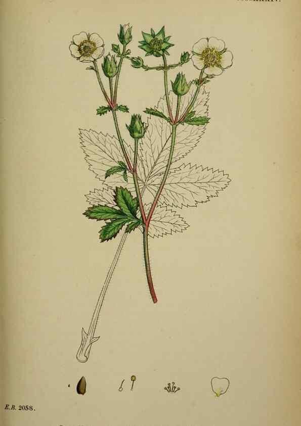Reproducción/Reproduction 48716940563: English botany, or, Coloured figures of British plants /. London :R. Hardwicke,1863-1886.. 