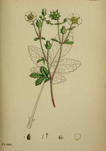 Reproducción/Reproduction 48716940563: English botany, or, Coloured figures of British plants /. London :R. Hardwicke,1863-1886.. 