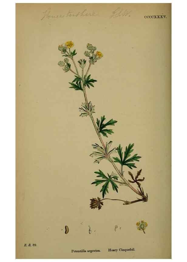 Reproducción/Reproduction 48717448042: English botany, or, Coloured figures of British plants /. London :R. Hardwicke,1863-1886.. 