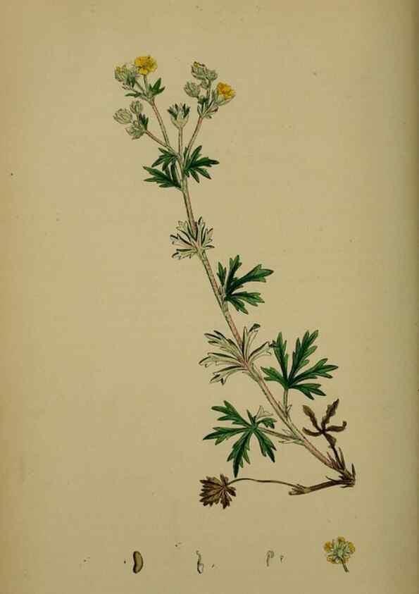Reproducción/Reproduction 48717448042: English botany, or, Coloured figures of British plants /. London :R. Hardwicke,1863-1886.. 