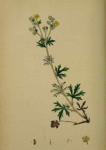 Reproducción/Reproduction 48717448042: English botany, or, Coloured figures of British plants /. London :R. Hardwicke,1863-1886.. 