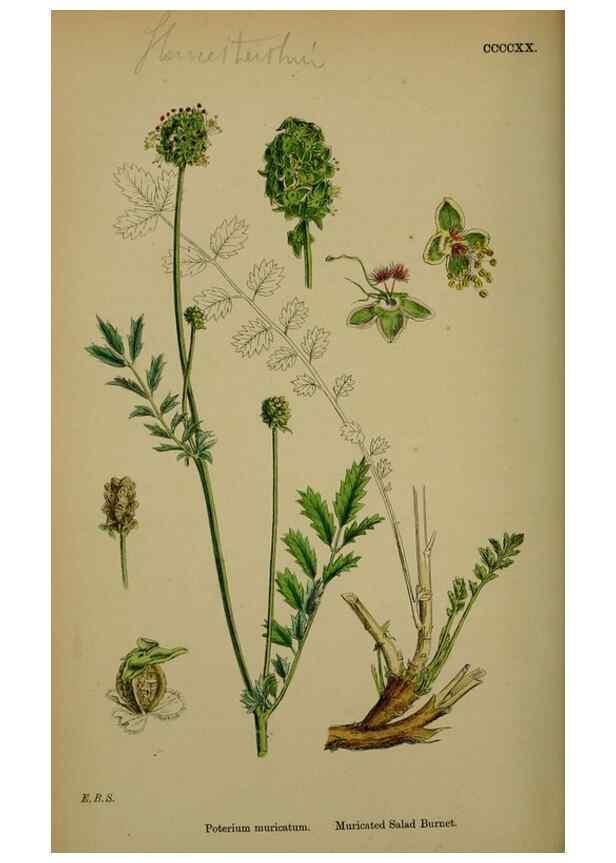 Reproducción/Reproduction 48716936038: English botany, or, Coloured figures of British plants /. London :R. Hardwicke,1863-1886.. 
