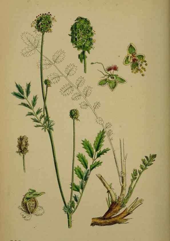 Reproducción/Reproduction 48716936038: English botany, or, Coloured figures of British plants /. London :R. Hardwicke,1863-1886.. 