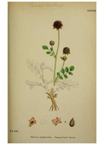 Reproducción/Reproduction 48717272916: English botany, or, Coloured figures of British plants /. London :R. Hardwicke,1863-1886.. 