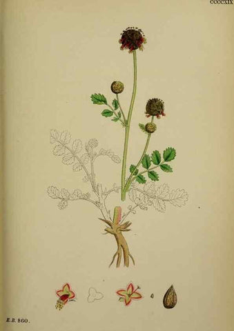 Reproducción/Reproduction 48717272916: English botany, or, Coloured figures of British plants /. London :R. Hardwicke,1863-1886.. 