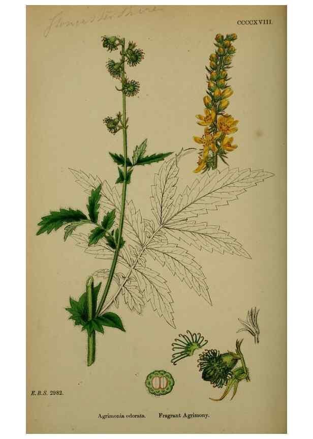 Reproducción/Reproduction 48716935428: English botany, or, Coloured figures of British plants /. London :R. Hardwicke,1863-1886.. 