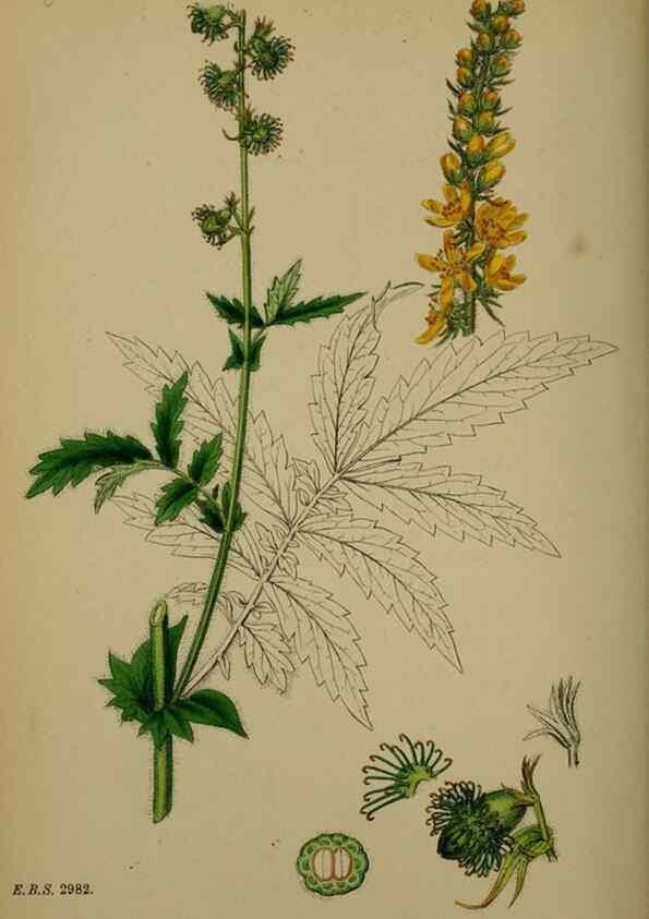 Reproducción/Reproduction 48716935428: English botany, or, Coloured figures of British plants /. London :R. Hardwicke,1863-1886.. 