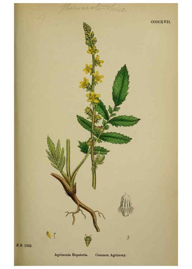 Reproducción/Reproduction 48717272156: English botany, or, Coloured figures of British plants /. London :R. Hardwicke,1863-1886.. 