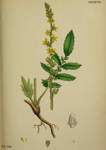 Reproducción/Reproduction 48717272156: English botany, or, Coloured figures of British plants /. London :R. Hardwicke,1863-1886.. 