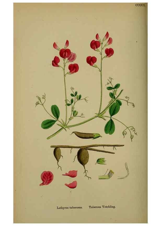 Reproducción/Reproduction 48716929833: English botany, or, Coloured figures of British plants /. London :R. Hardwicke,1863-1886.. 
