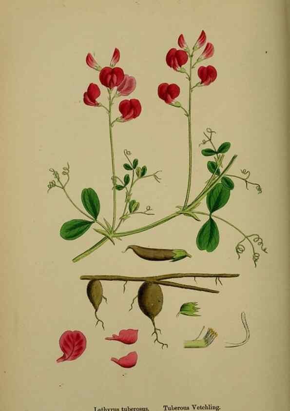 Reproducción/Reproduction 48716929833: English botany, or, Coloured figures of British plants /. London :R. Hardwicke,1863-1886.. 