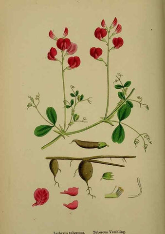 Reproducción/Reproduction 48716929833: English botany, or, Coloured figures of British plants /. London :R. Hardwicke,1863-1886.. 