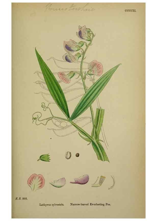 Reproducción/Reproduction 48717267246: English botany, or, Coloured figures of British plants /. London :R. Hardwicke,1863-1886.. 