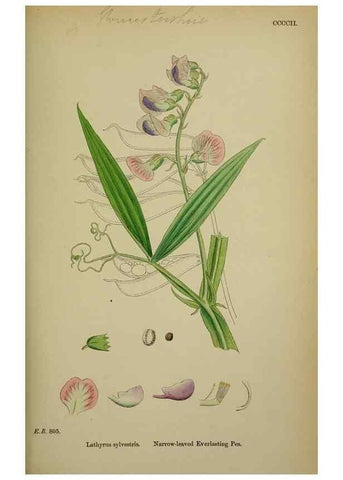 Reproducción/Reproduction 48717267246: English botany, or, Coloured figures of British plants /. London :R. Hardwicke,1863-1886.. 