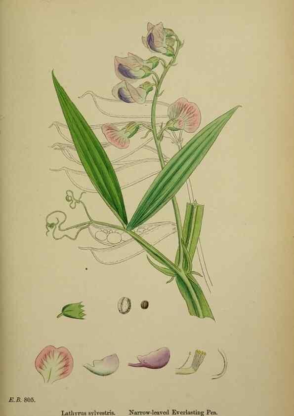 Reproducción/Reproduction 48717267246: English botany, or, Coloured figures of British plants /. London :R. Hardwicke,1863-1886.. 