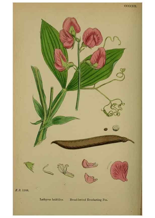 Reproducción/Reproduction 48717437527: English botany, or, Coloured figures of British plants /. London :R. Hardwicke,1863-1886.. 