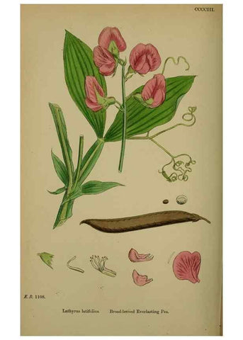 Reproducción/Reproduction 48717437527: English botany, or, Coloured figures of British plants /. London :R. Hardwicke,1863-1886.. 