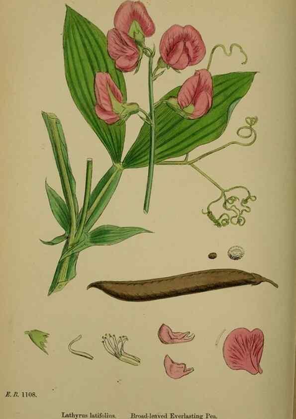 Reproducción/Reproduction 48717437527: English botany, or, Coloured figures of British plants /. London :R. Hardwicke,1863-1886.. 