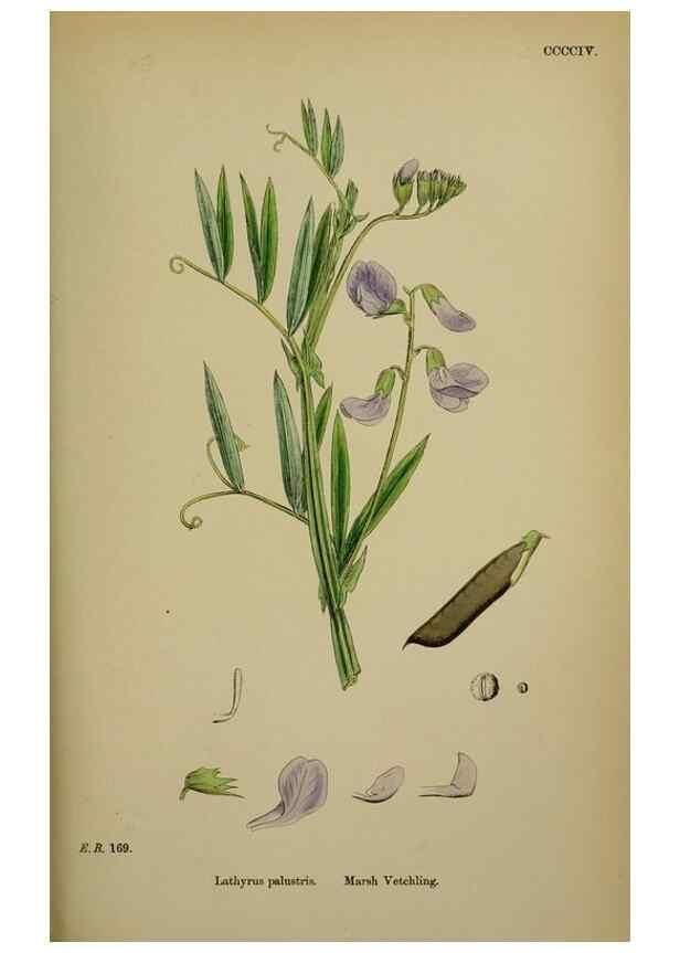 Reproducción/Reproduction 48717437782: English botany, or, Coloured figures of British plants /. London :R. Hardwicke,1863-1886.. 