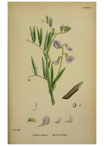 Reproducción/Reproduction 48717437782: English botany, or, Coloured figures of British plants /. London :R. Hardwicke,1863-1886.. 