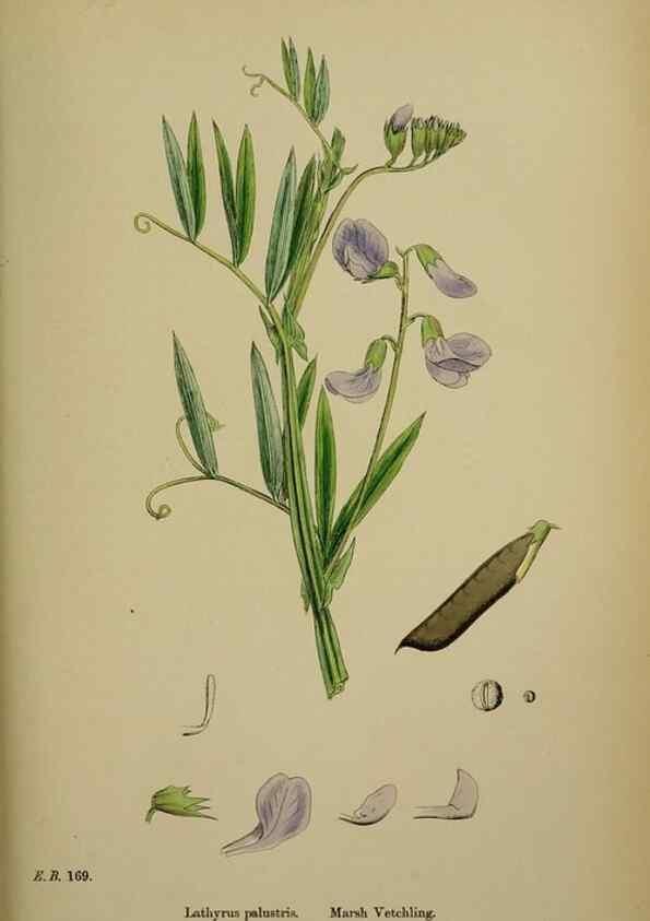 Reproducción/Reproduction 48717437782: English botany, or, Coloured figures of British plants /. London :R. Hardwicke,1863-1886.. 