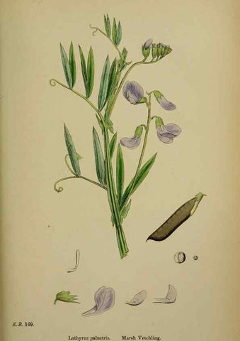 Reproducción/Reproduction 48717437782: English botany, or, Coloured figures of British plants /. London :R. Hardwicke,1863-1886.. 