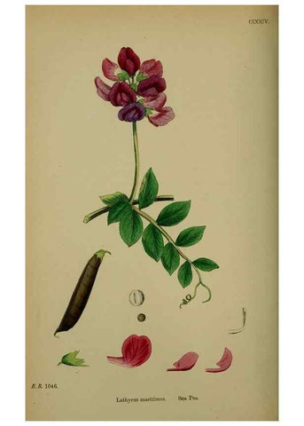 Reproducción/Reproduction 48716931318: English botany, or, Coloured figures of British plants /. London :R. Hardwicke,1863-1886.. 