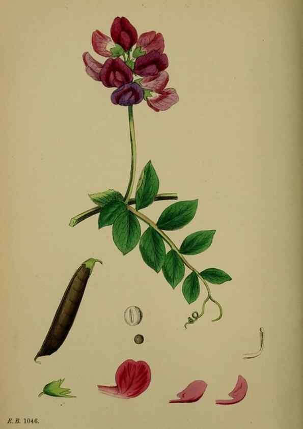 Reproducción/Reproduction 48716931318: English botany, or, Coloured figures of British plants /. London :R. Hardwicke,1863-1886.. 